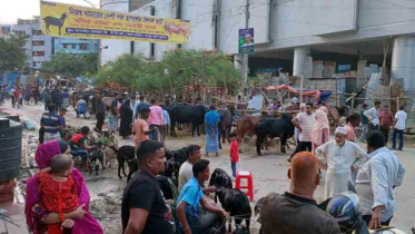 রাজধানীর অলিগলিতে জমে উঠেছে ছাগলের হাট