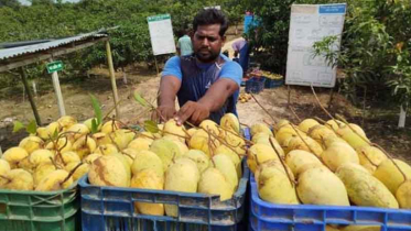 মৌসুম শেষ, তবু বাজারে আম: কাটিমনে কৃষকের নতুন বিপ্লব