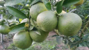 দেশি মাল্টা: দাম কম, চাষ বাড়ছে, ভোক্তার ভরসা