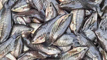 গুরামি মাছ ঝাঁকে ঝাঁকে মিলছে দেশের জলাশয়ে, বিপদ কী