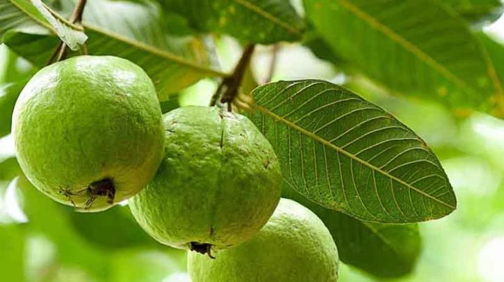 নিয়মিত পেয়ারা খেলে শরীরে যেসব উপকার হয়