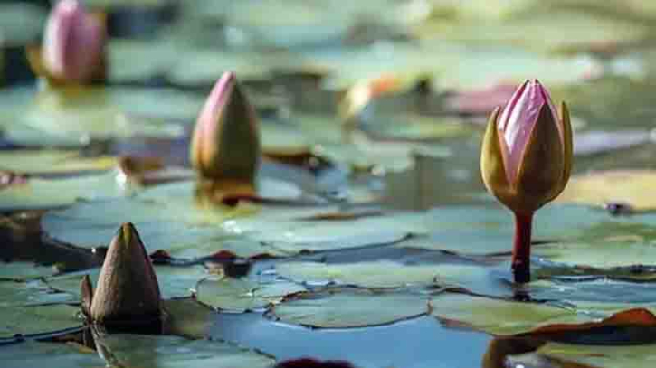 ইসির তালিকায় যুক্ত হলো ‘শাপলা কলি’ ইসির তালিকায় যুক্ত হলো ‘শাপলা কলি’